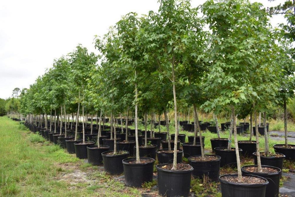 liquidambar-styraciflua-american-sweetgum
