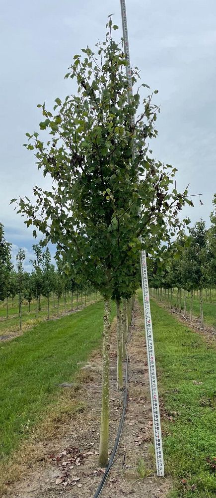 liquidambar-styraciflua-american-sweetgum