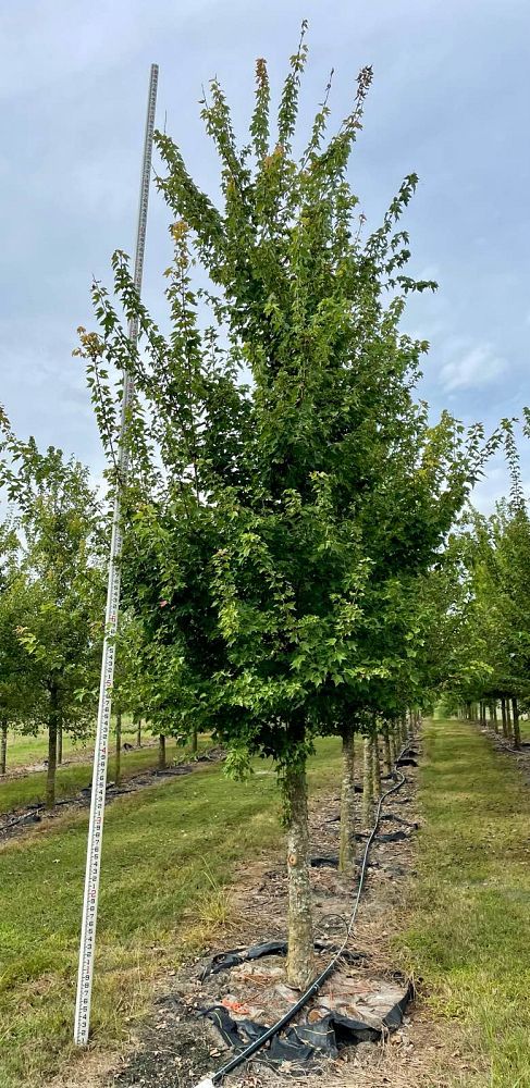 liquidambar-styraciflua-american-sweetgum