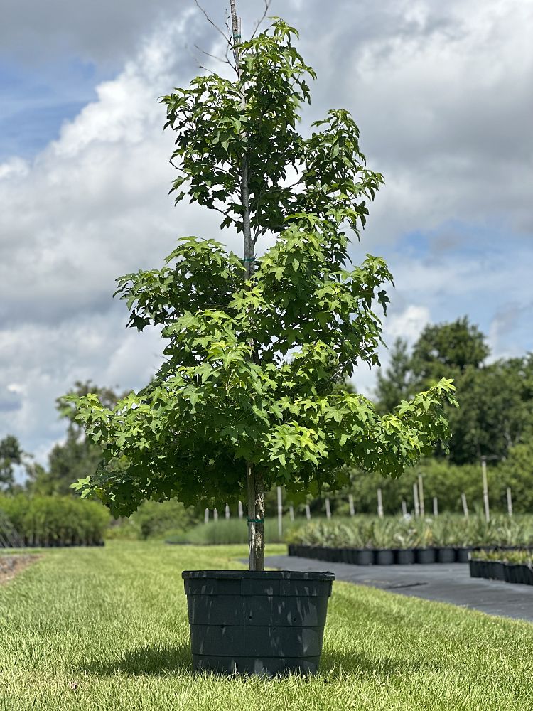 liquidambar-styraciflua-american-sweetgum