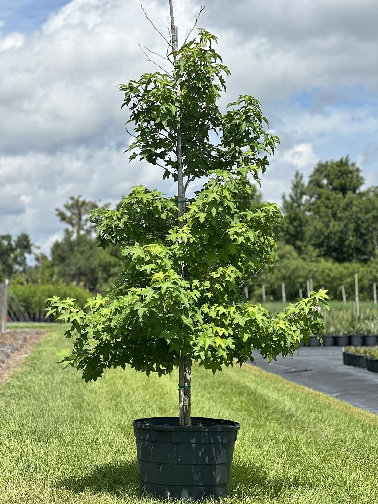 liquidambar-styraciflua-american-sweetgum