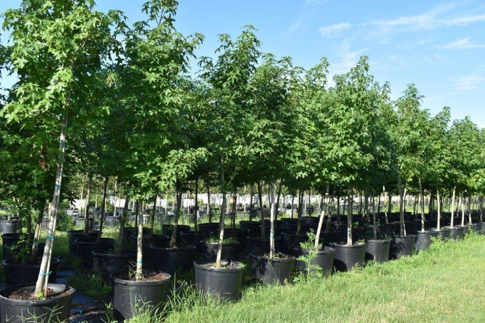 liquidambar-styraciflua-american-sweetgum