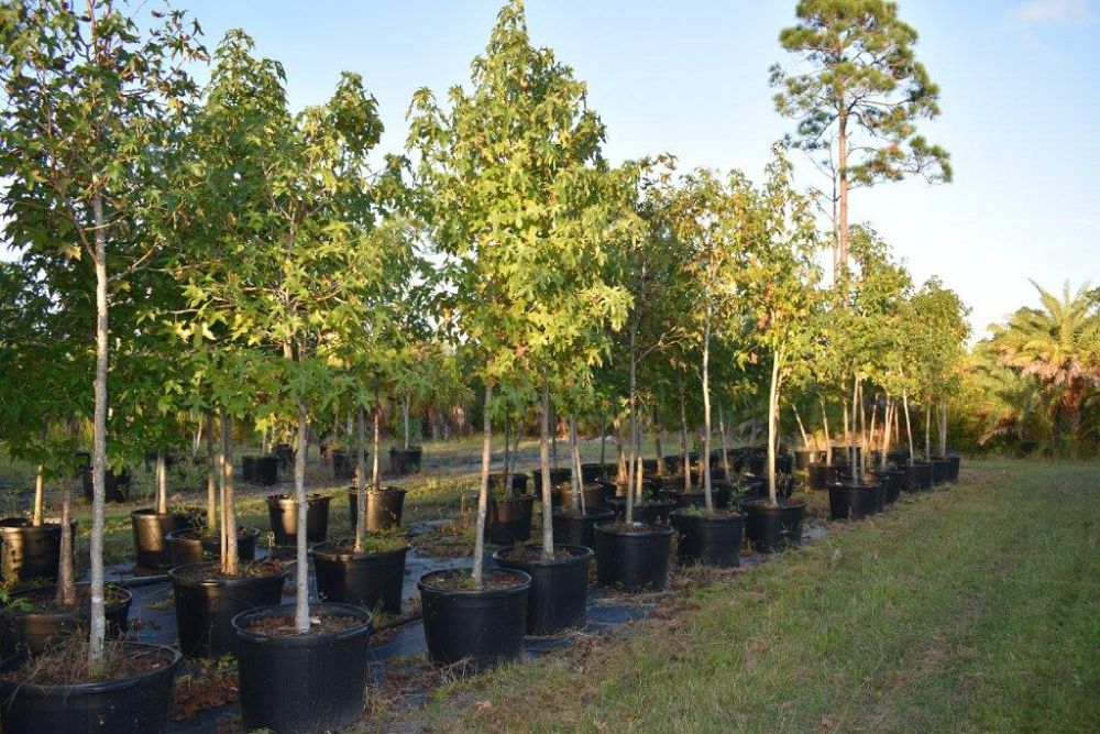 liquidambar-styraciflua-american-sweetgum