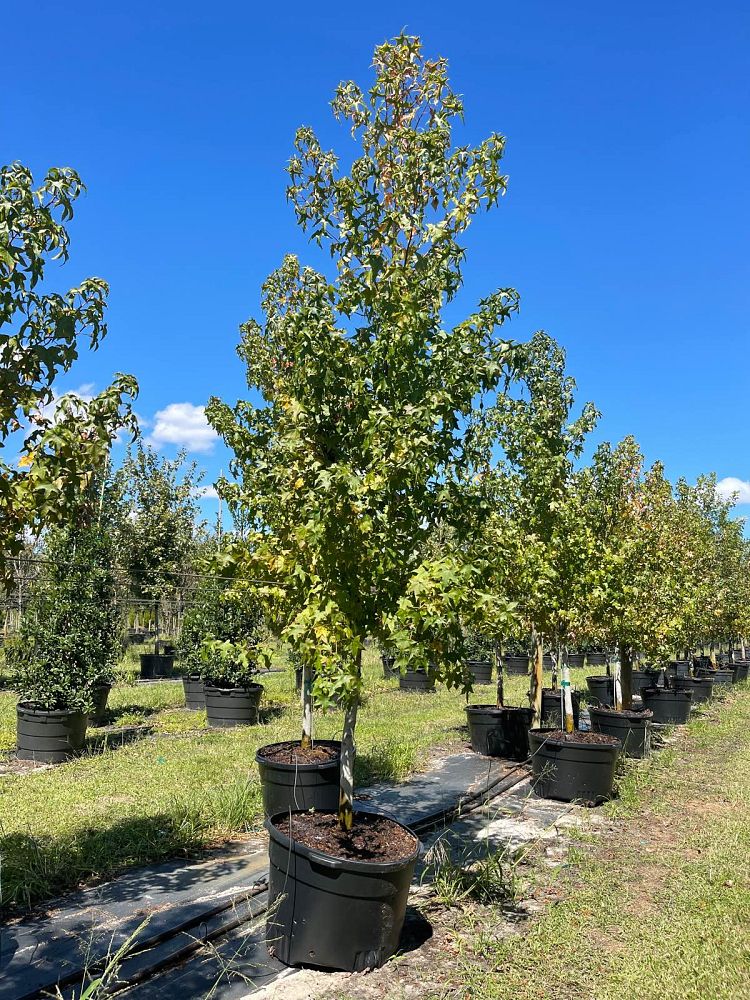liquidambar-styraciflua-american-sweetgum
