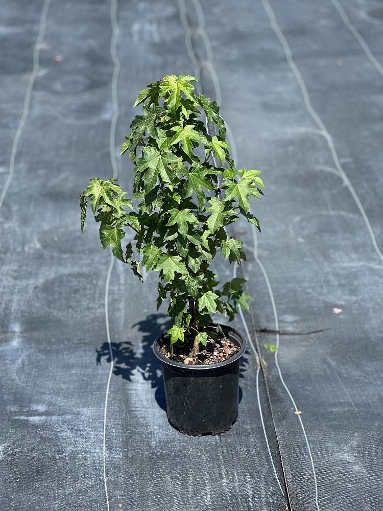 liquidambar-styraciflua-american-sweetgum