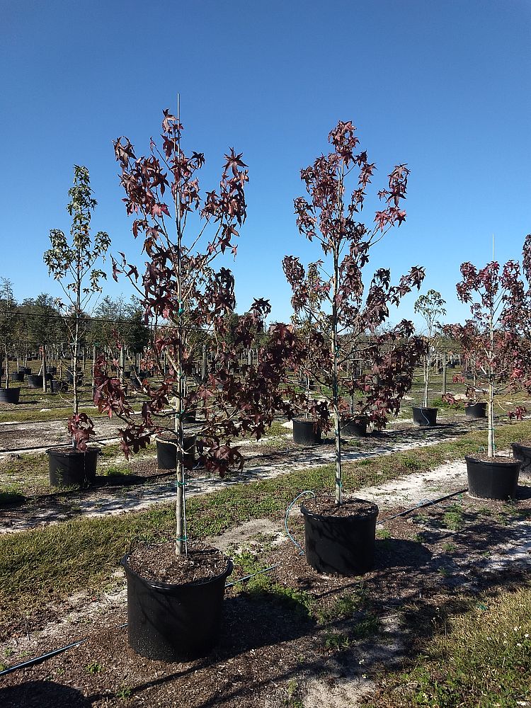 liquidambar-styraciflua-american-sweetgum
