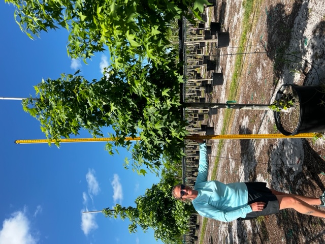 liquidambar-styraciflua-american-sweetgum