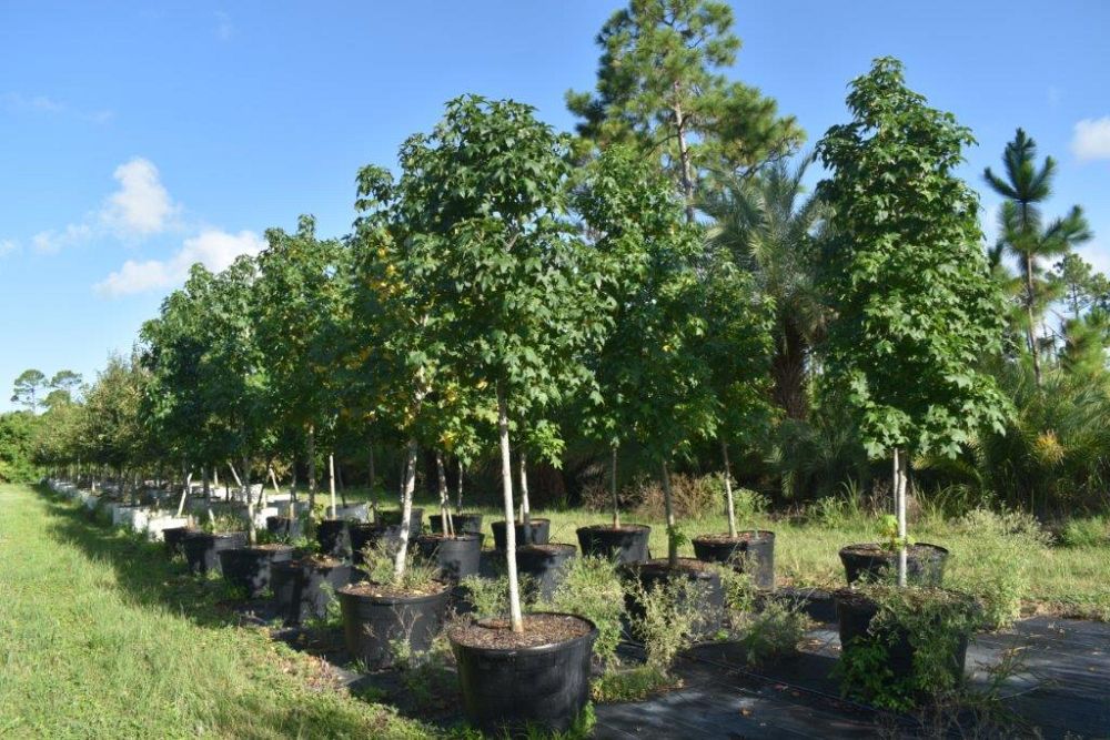 liquidambar-styraciflua-american-sweetgum