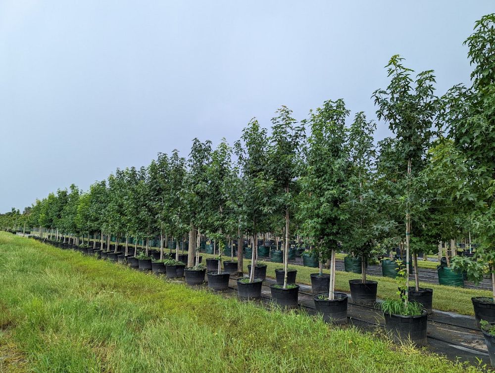 liquidambar-styraciflua-american-sweetgum