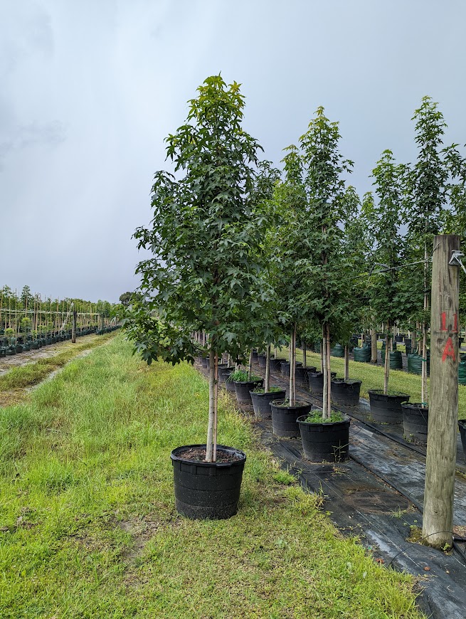 liquidambar-styraciflua-american-sweetgum