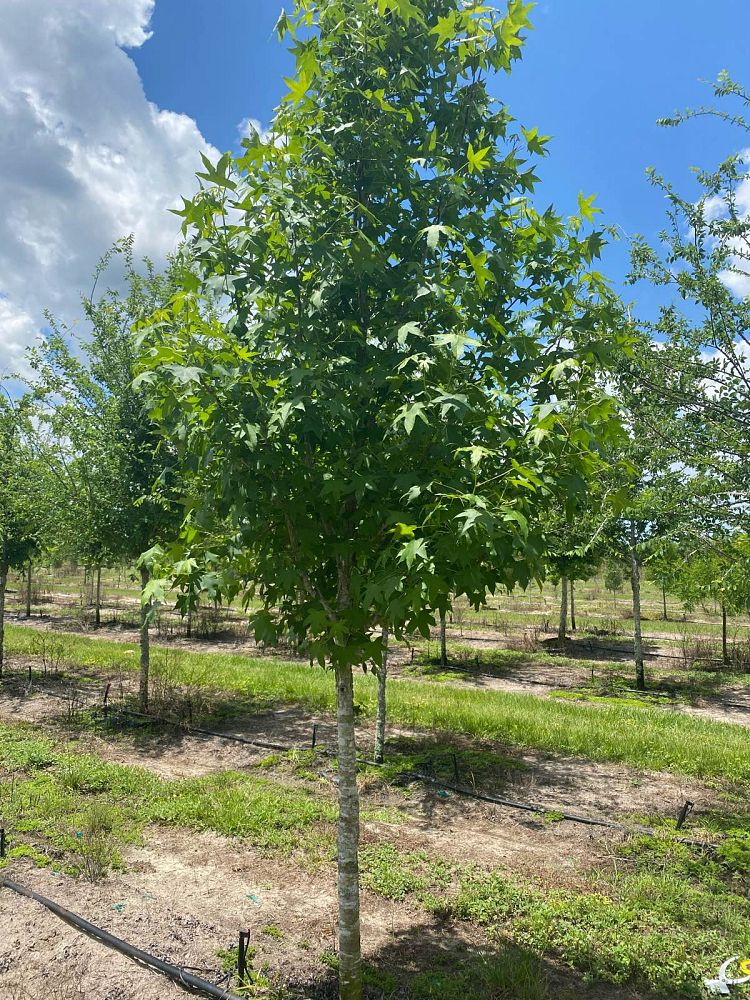 liquidambar-styraciflua-american-sweetgum