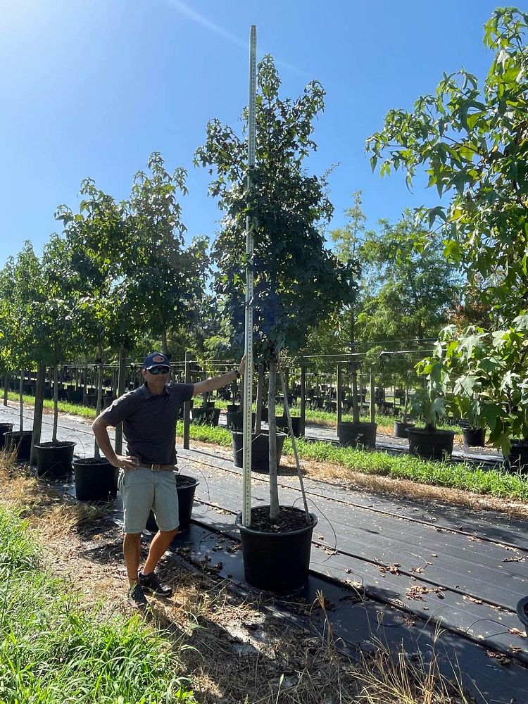 liquidambar-styraciflua-american-sweetgum