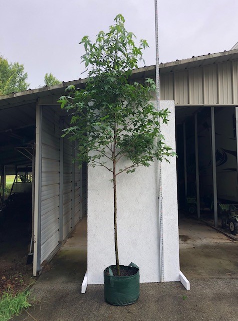 liquidambar-styraciflua-american-sweetgum