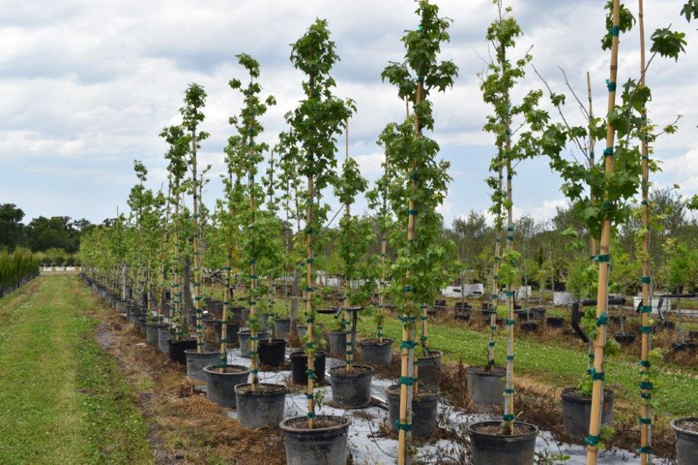 liquidambar-styraciflua-american-sweetgum