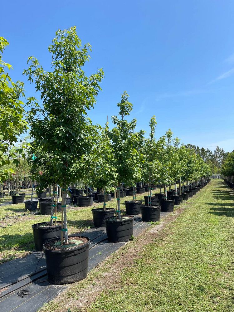 liquidambar-styraciflua-american-sweetgum