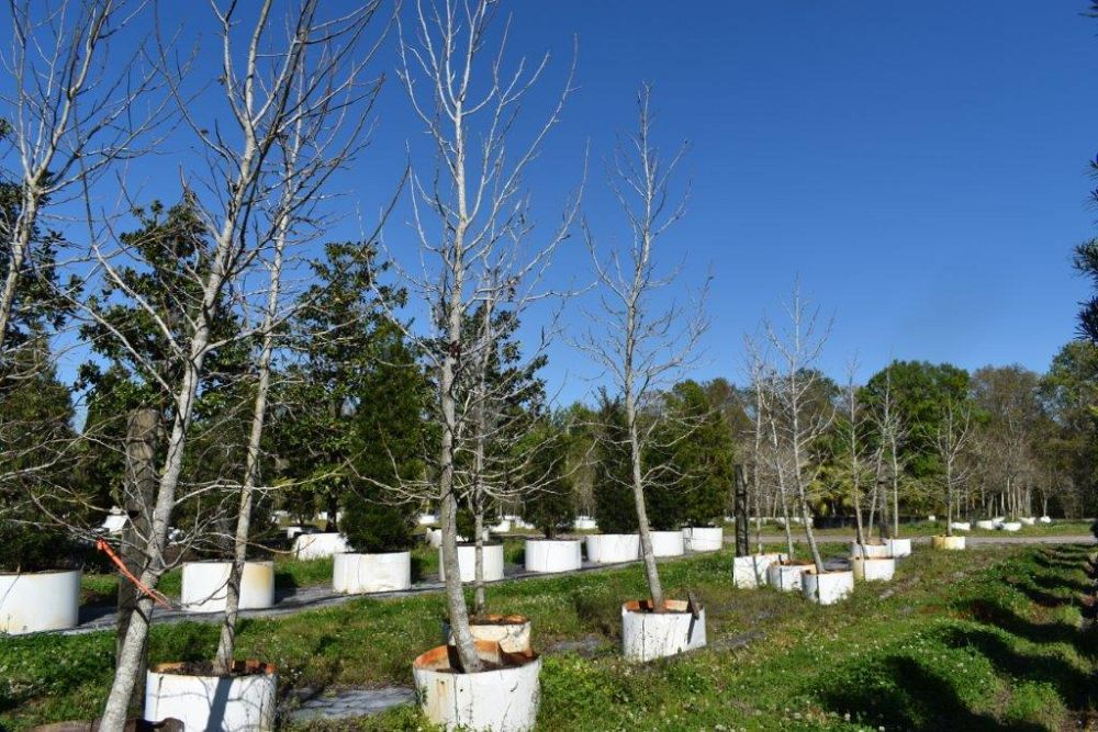 liquidambar-styraciflua-american-sweetgum