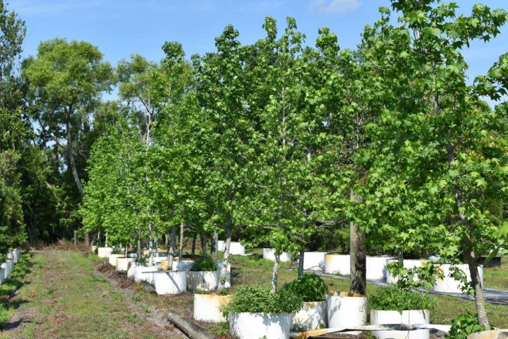 liquidambar-styraciflua-american-sweetgum