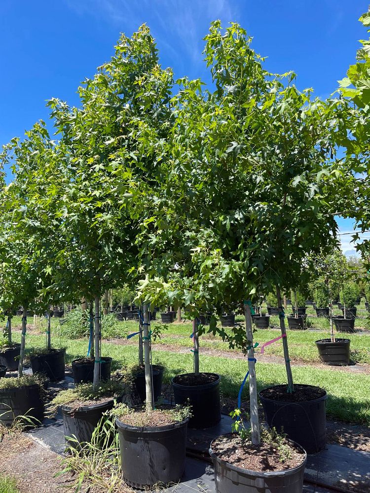 liquidambar-styraciflua-american-sweetgum