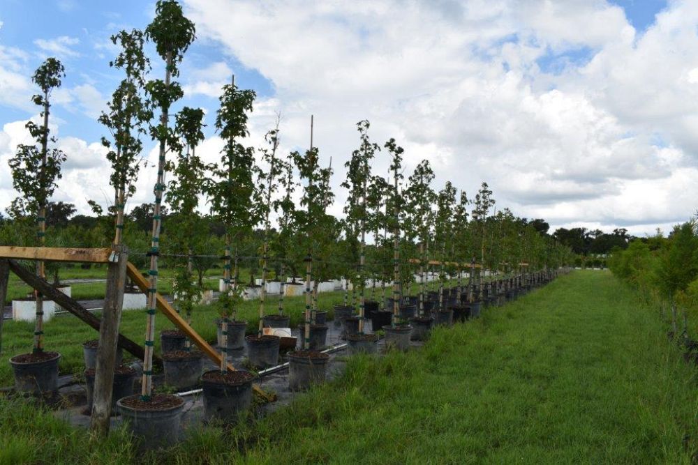 liquidambar-styraciflua-american-sweetgum