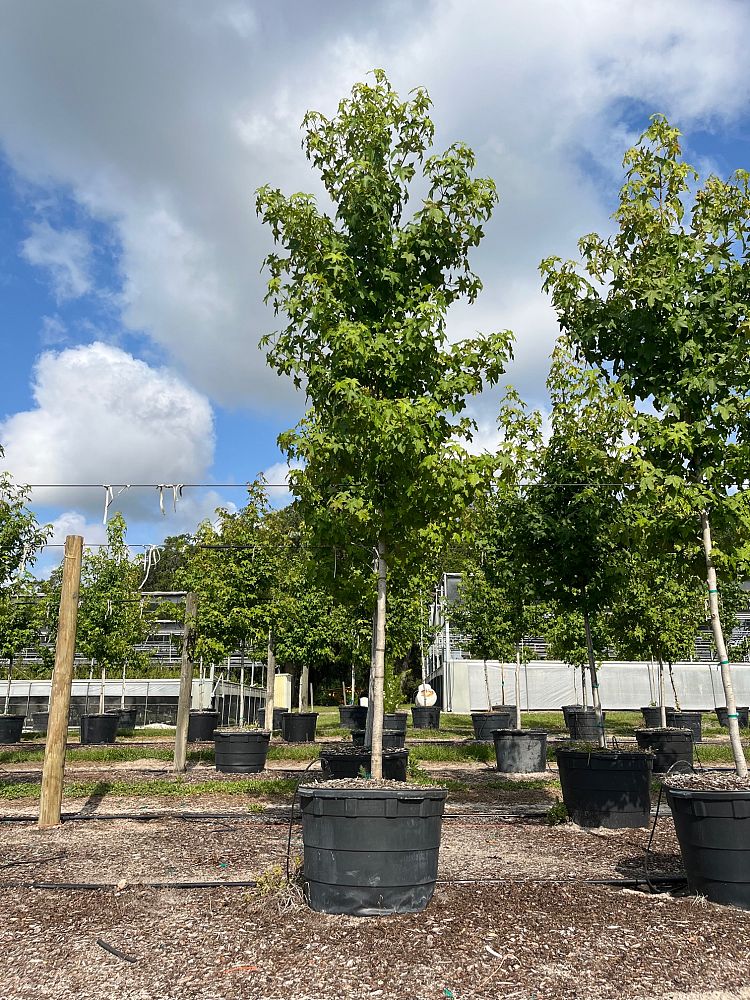 liquidambar-styraciflua-american-sweetgum