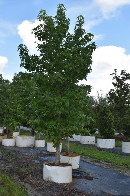 liquidambar-styraciflua-american-sweetgum