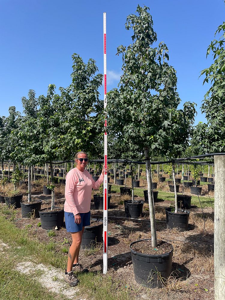 liquidambar-styraciflua-american-sweetgum