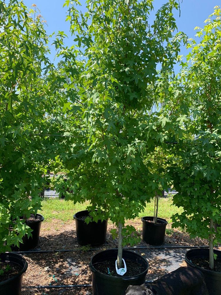 liquidambar-styraciflua-american-sweetgum