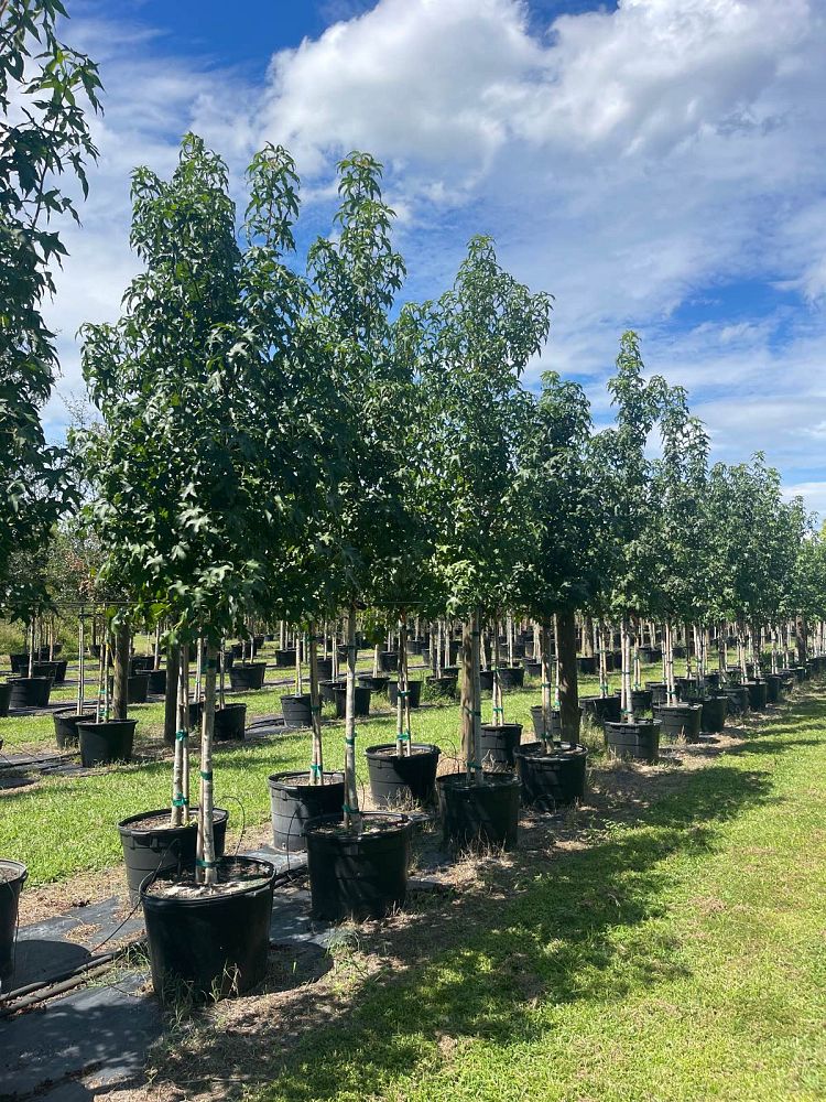 liquidambar-styraciflua-american-sweetgum