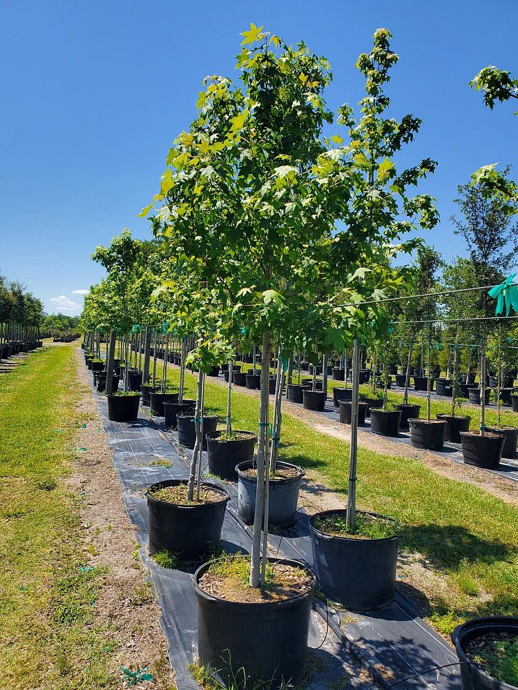 liquidambar-styraciflua-american-sweetgum