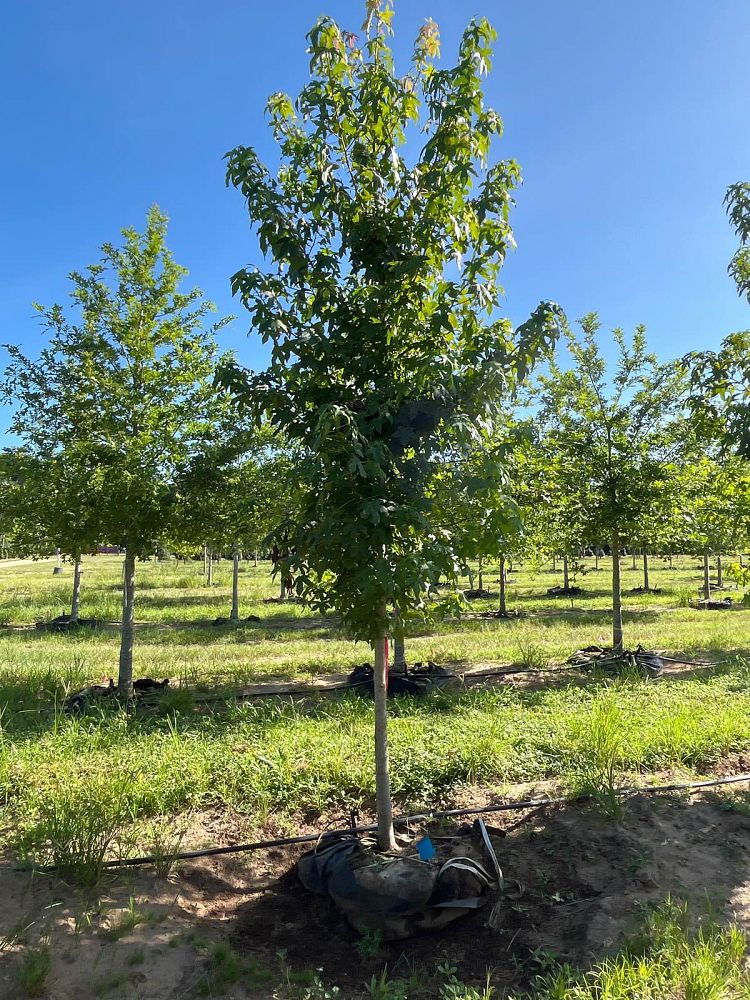 liquidambar-styraciflua-american-sweetgum