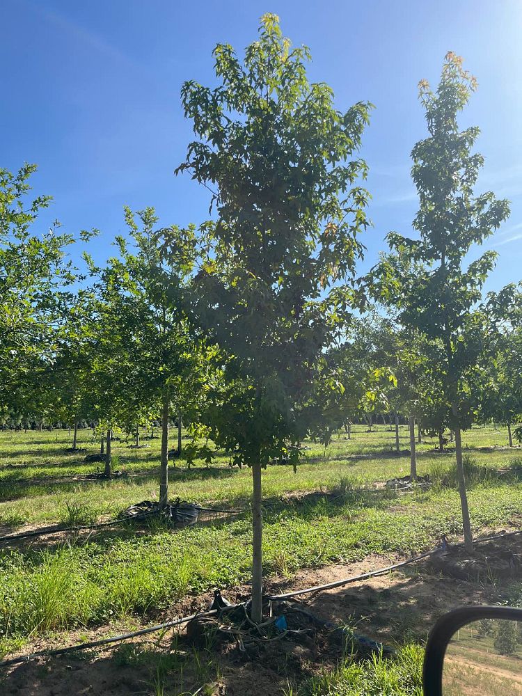 liquidambar-styraciflua-american-sweetgum