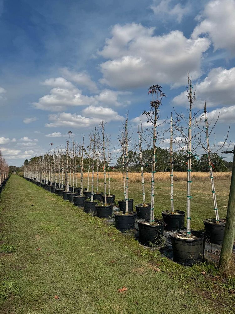 liquidambar-styraciflua-american-sweetgum