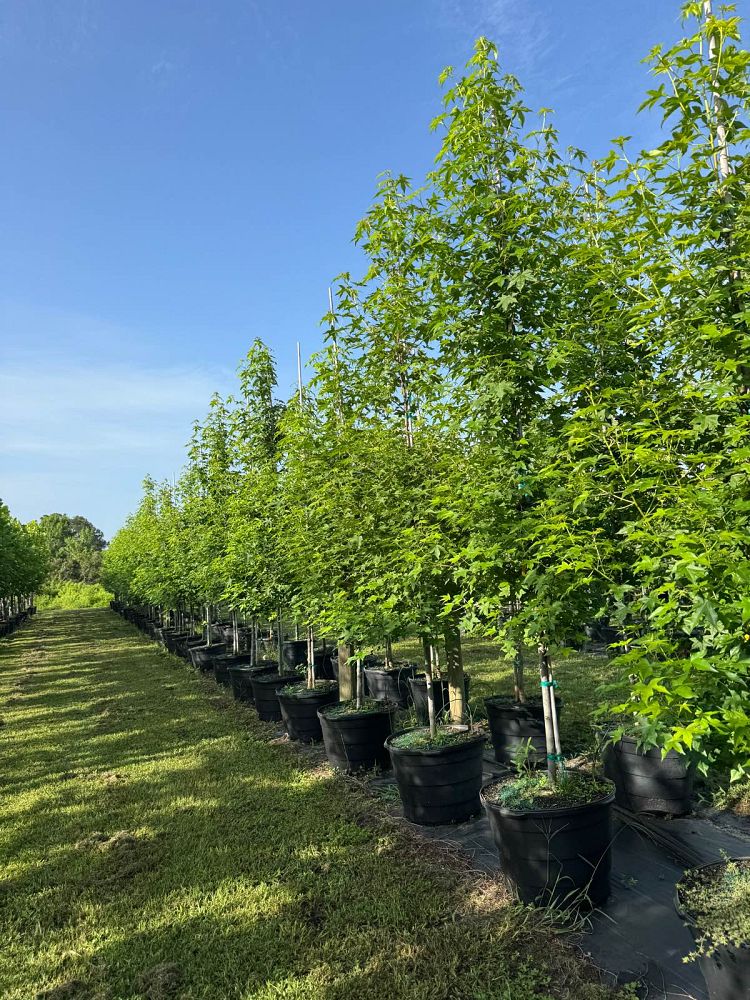 liquidambar-styraciflua-american-sweetgum