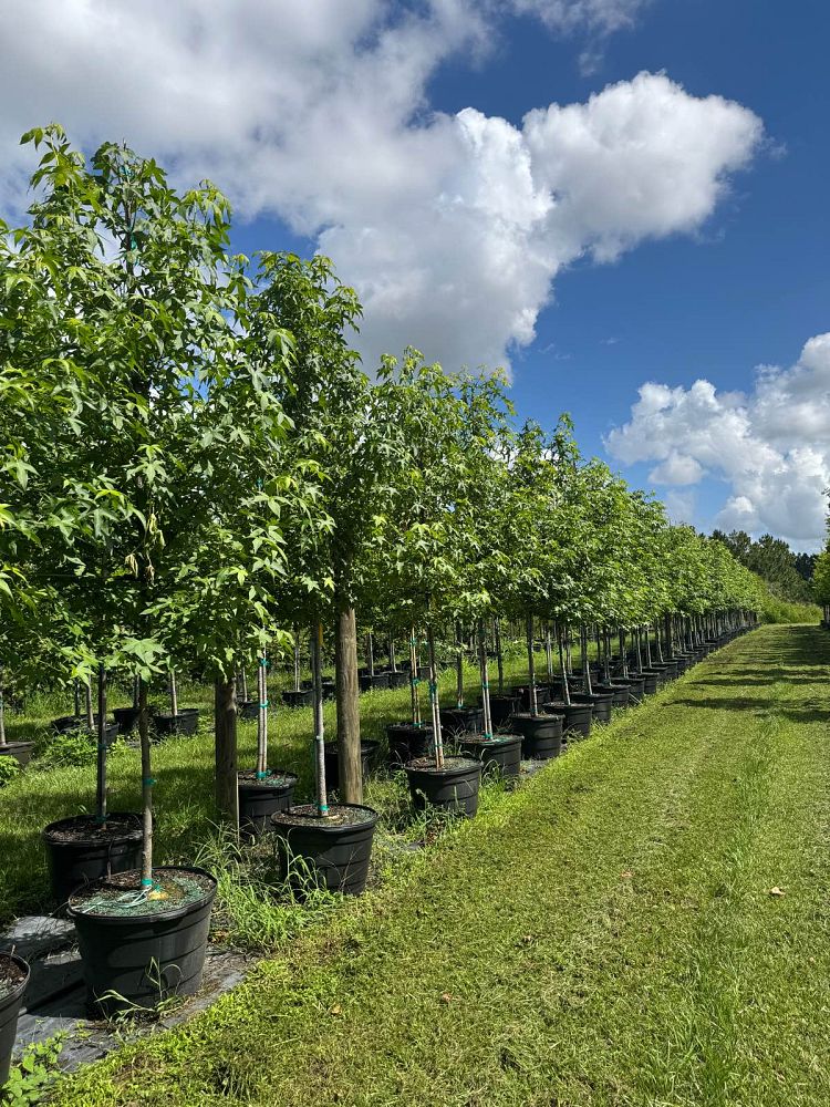 liquidambar-styraciflua-american-sweetgum