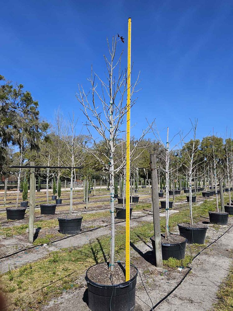 liquidambar-styraciflua-american-sweetgum