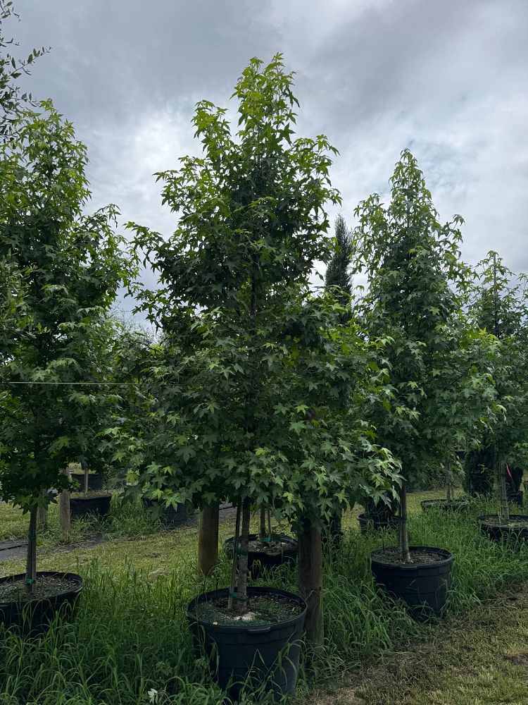 liquidambar-styraciflua-american-sweetgum