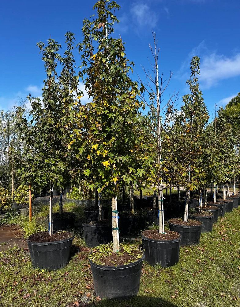 liquidambar-styraciflua-american-sweetgum