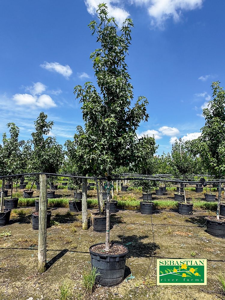 liquidambar-styraciflua-american-sweetgum