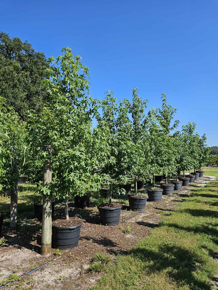 liquidambar-styraciflua-american-sweetgum