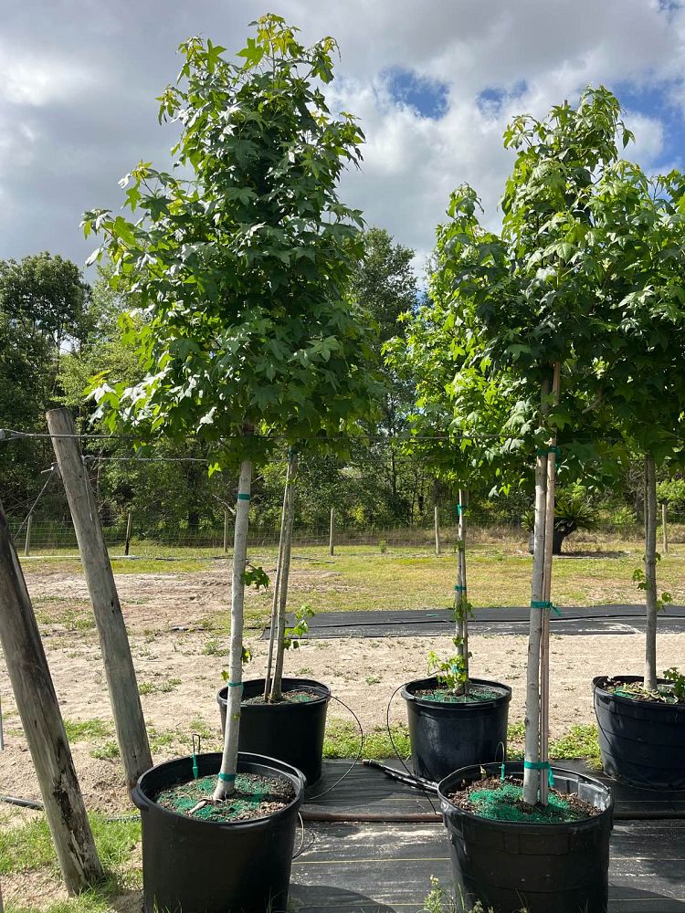 liquidambar-styraciflua-american-sweetgum