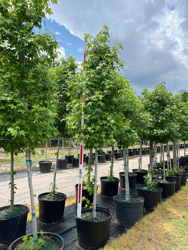 liquidambar-styraciflua-american-sweetgum