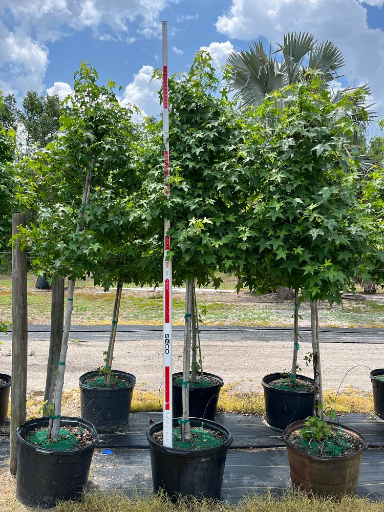 liquidambar-styraciflua-american-sweetgum