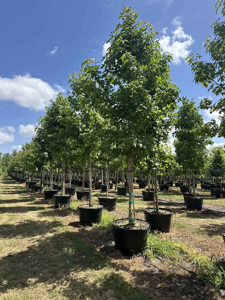 liquidambar-styraciflua-american-sweetgum