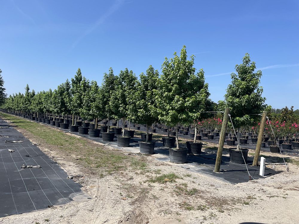 liquidambar-styraciflua-american-sweetgum