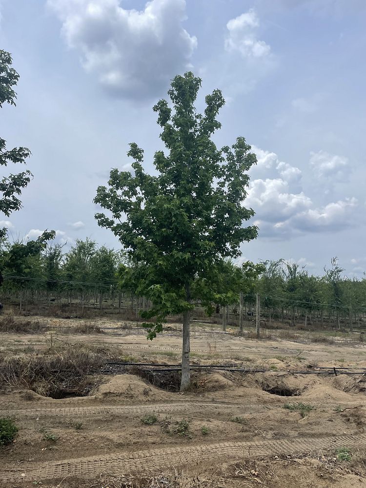 liquidambar-styraciflua-american-sweetgum