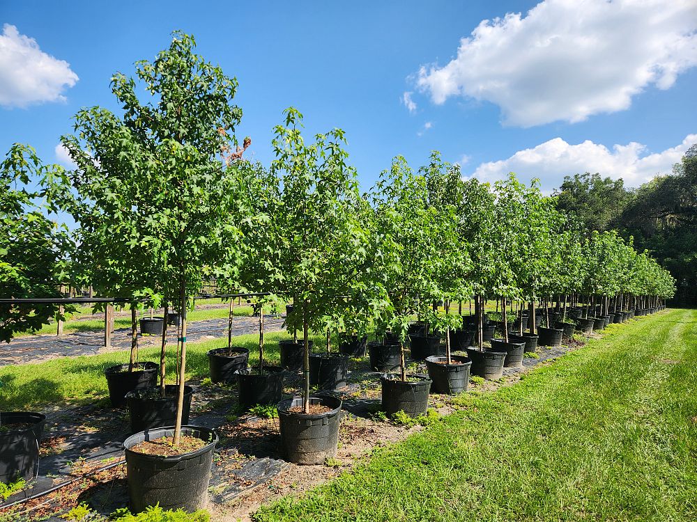 liquidambar-styraciflua-american-sweetgum