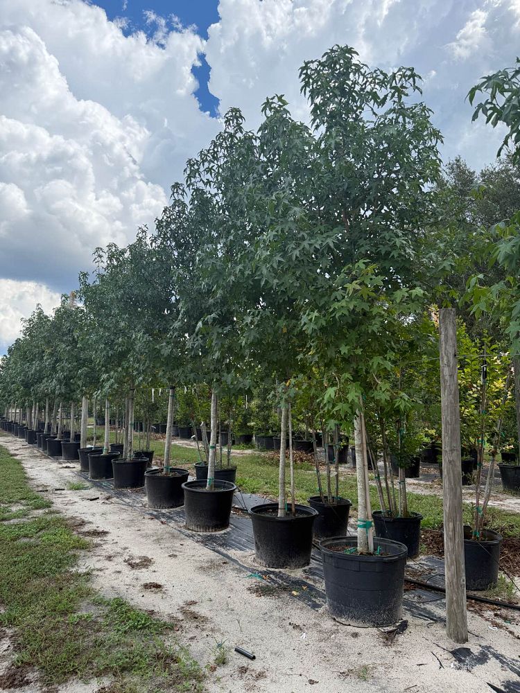 liquidambar-styraciflua-american-sweetgum