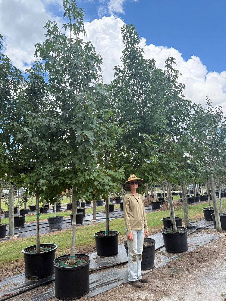 liquidambar-styraciflua-american-sweetgum