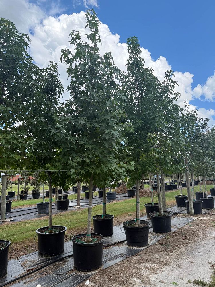 liquidambar-styraciflua-american-sweetgum