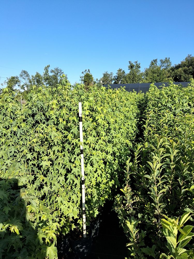 liquidambar-styraciflua-american-sweetgum